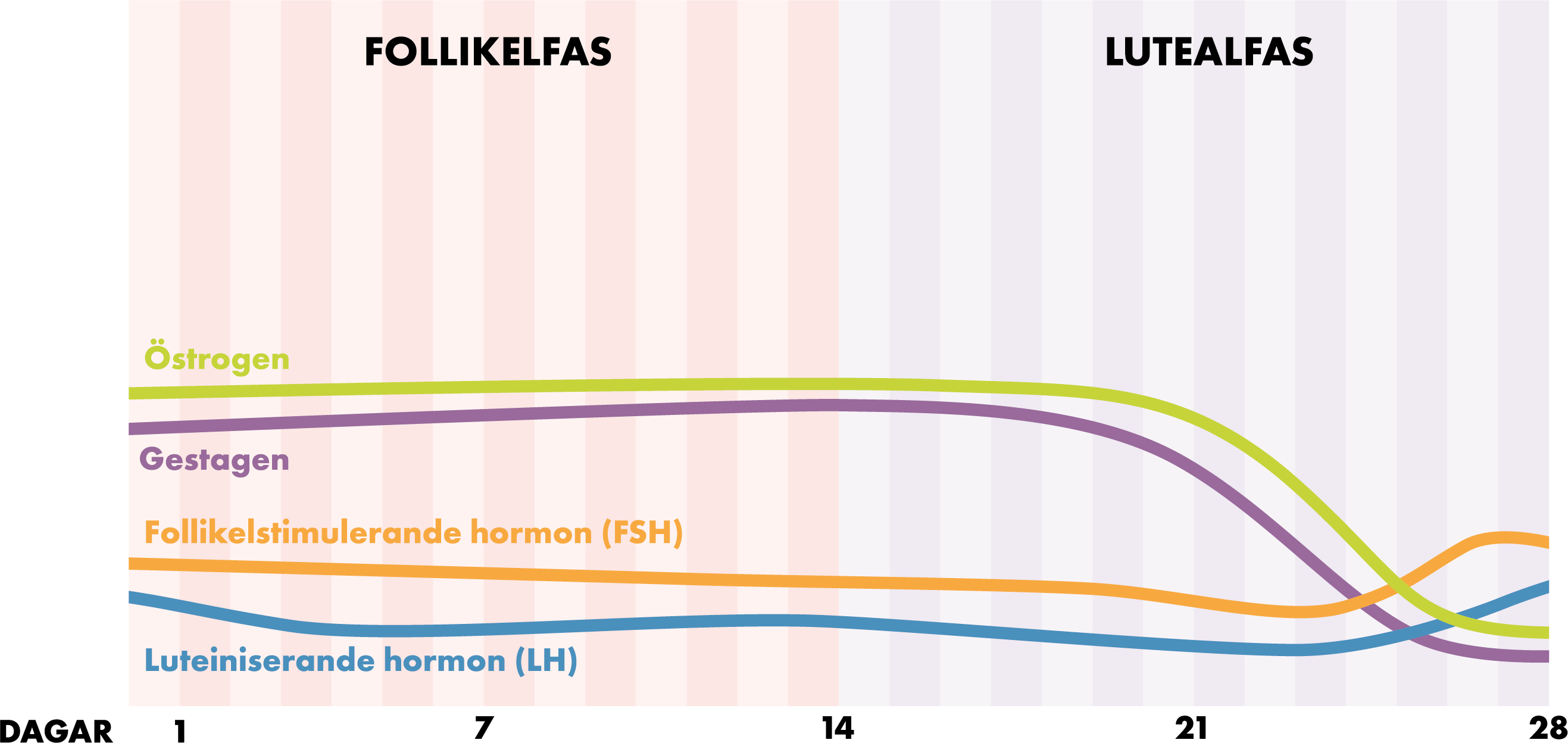 Bild: Hormonnivåer under menscykeln med kombinerade hormonella preventivmetoder