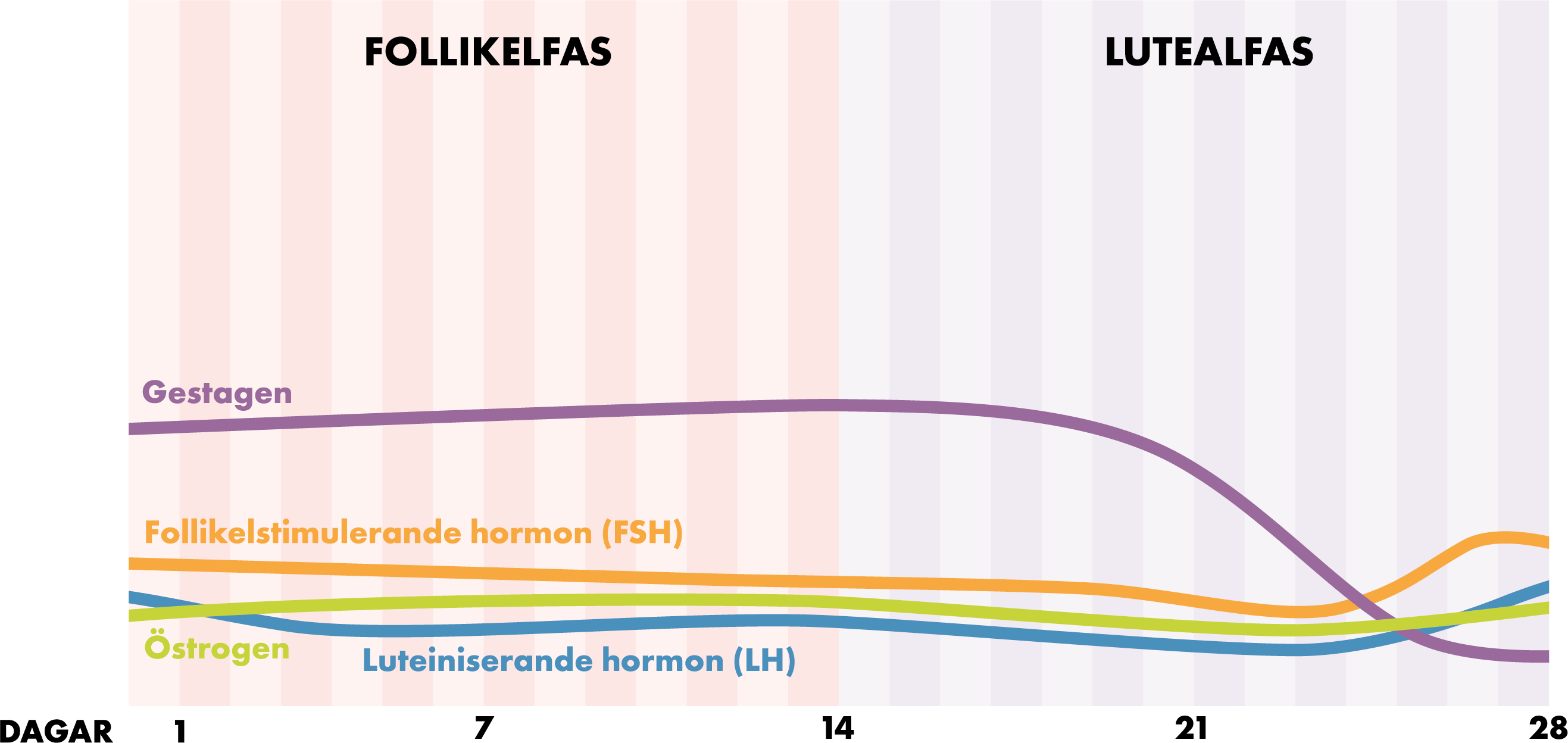 Bild: Hormonnivåer under menscykeln med gestagena preventivmetoder