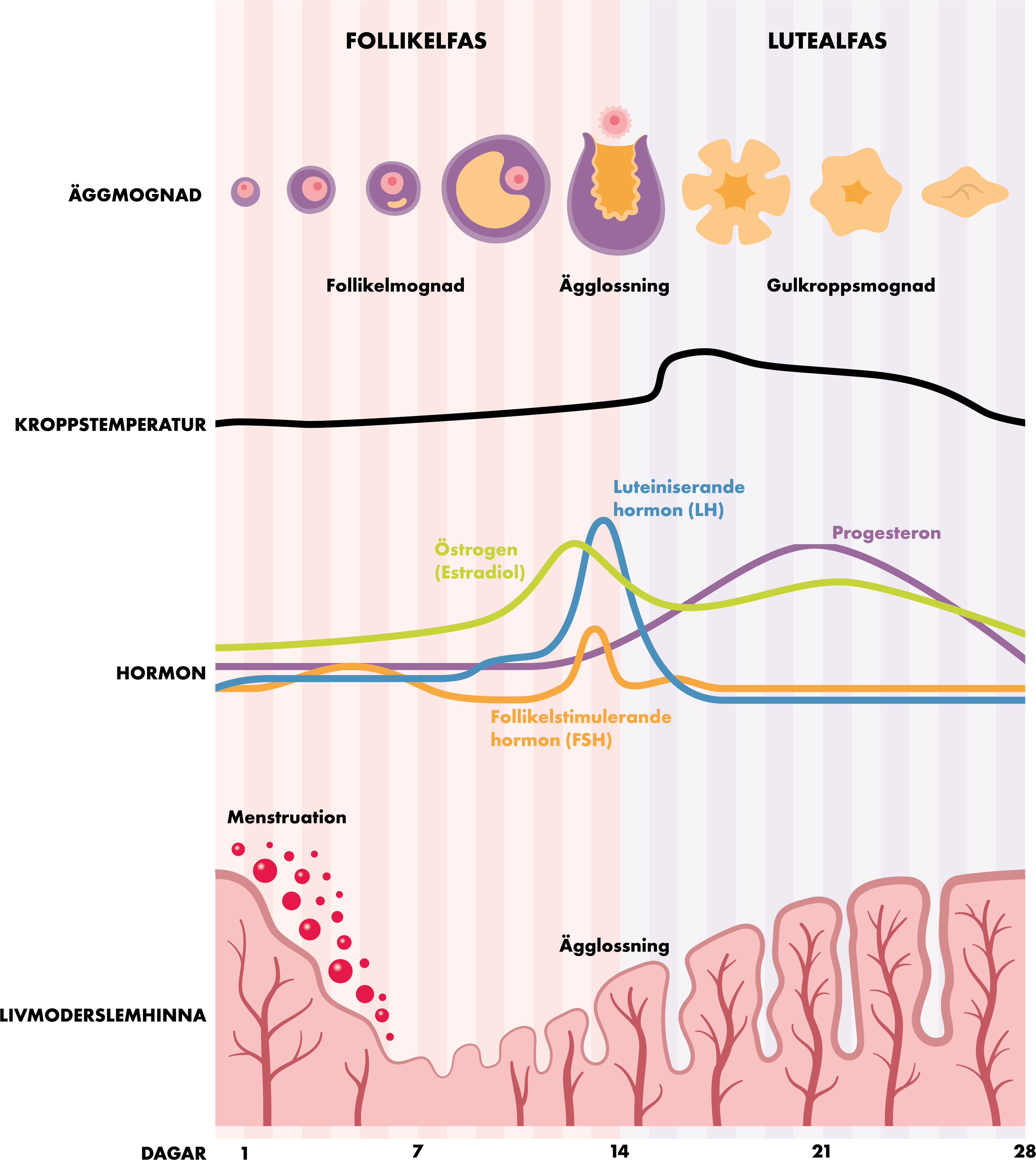 Bild: Menstruationscykeln