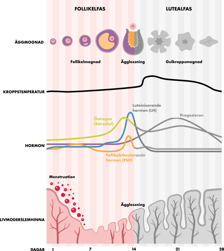 Bild: Follikelfasen markerad