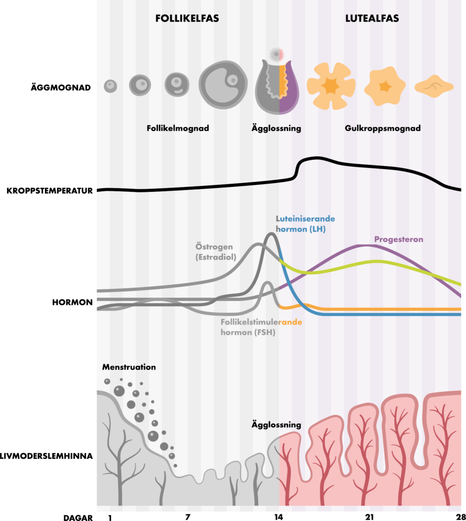 Bild: Lutealfasen markerad