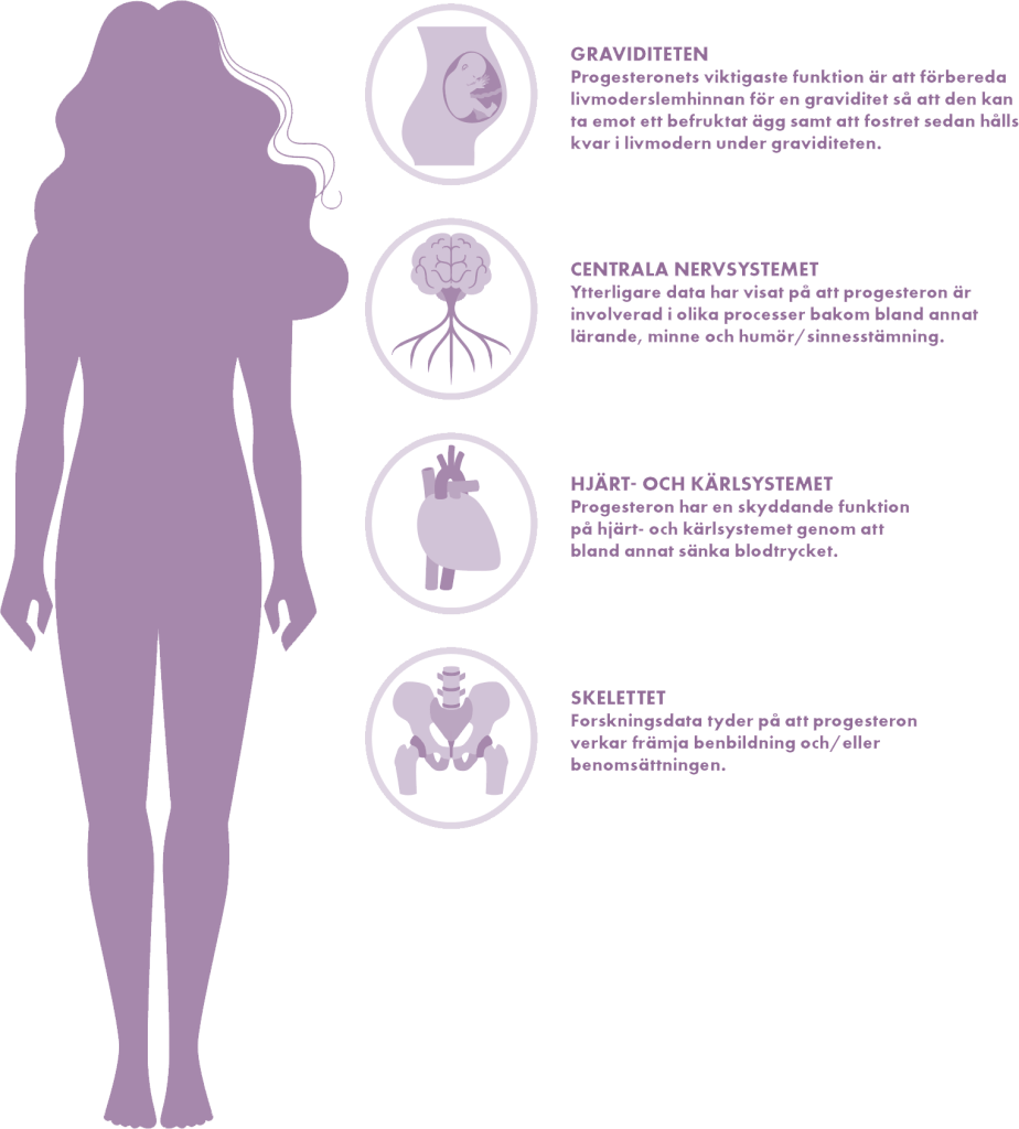 Bild: Progesteronets effekt på kroppen.